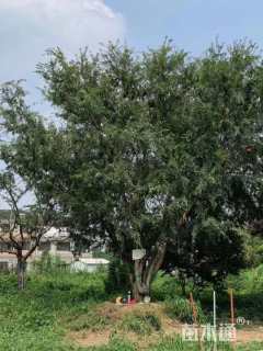 100公分(6杆)丛生榔榆