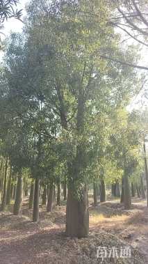 40公分佛肚树