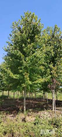 10公分美国红枫