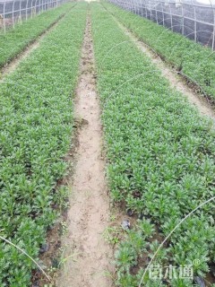 高度20厘米黄金菊
