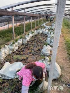 高度40厘米崂峪苔草