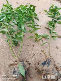 高度70厘米连翘