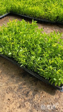 高度5厘米五色苋