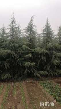 高度600厘米雪松