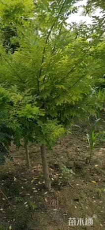 10公分矮接金枝槐