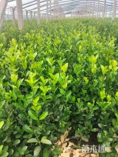 高度38厘米大叶黄杨