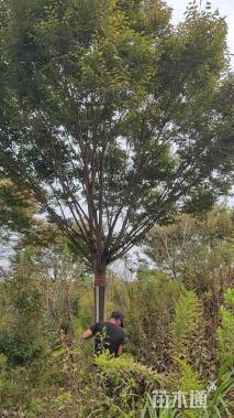 22公分榉树