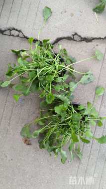 高度10厘米大滨菊