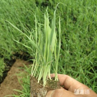 高度25厘米兔尾草