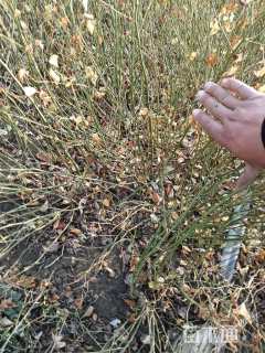 高度120厘米棣棠