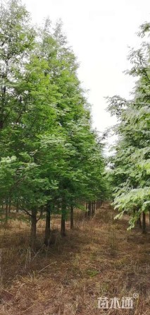 20公分水杉