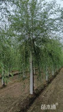 13公分金丝垂柳