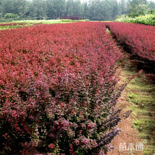 高度60厘米红叶小檗小苗