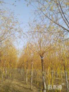 11公分金丝垂柳