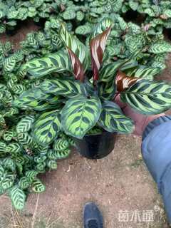 高度25厘米孔雀竹芋