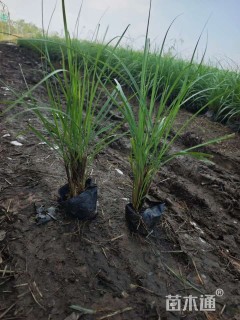 高度30厘米金红羽狼尾草