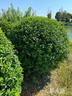 冠幅180厘米金禾女贞球