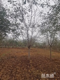 15公分染井吉野樱