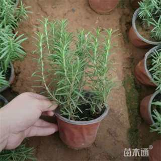 高度30厘米迷迭香