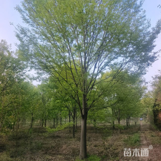 16公分榉树