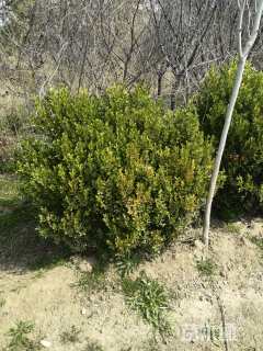 冠幅120厘米大叶黄杨球