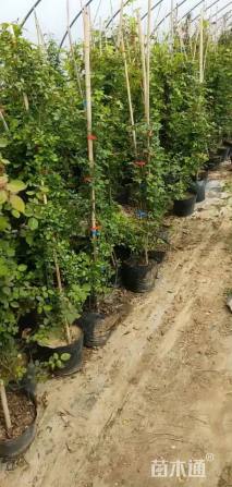 100厘米藤本月季