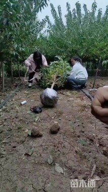 高度350厘米素馨腊梅