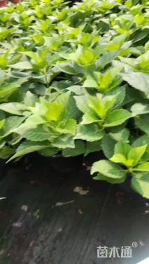 高度40厘米八仙花
