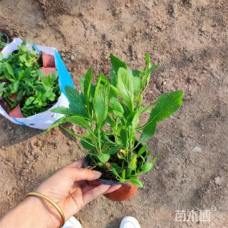 高度30厘米柳叶马鞭草