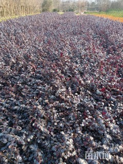 高度30厘米红花继木