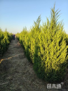 高度220厘米塔柏