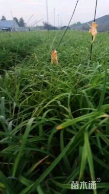 高度10厘米常绿萱草