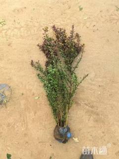 高度80厘米紫叶小檗