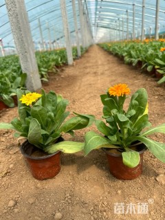 高度20厘米金盏菊