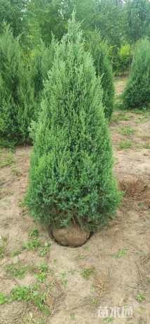 高度200厘米塔柏