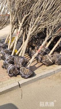 高度280厘米木槿