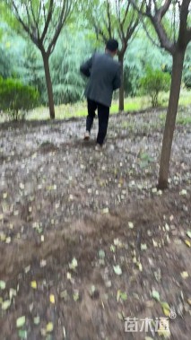 12公分杏梅
