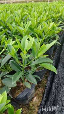 高度30厘米非洲茉莉