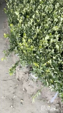 高度60厘米大叶黄杨