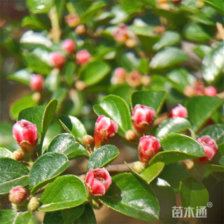 高度40厘米平枝荀子