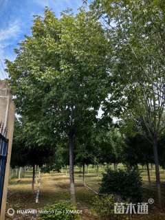 18公分秋紫白蜡