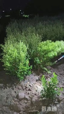 高度40厘米小叶黄杨