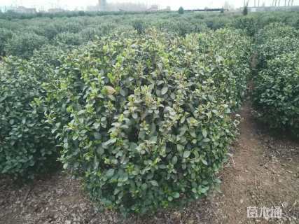 冠幅100厘米卫矛球