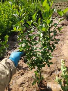 高度45厘米卫矛