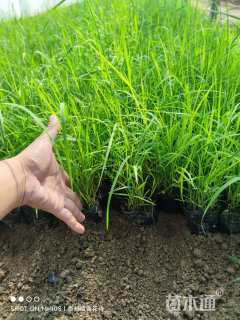 高度20厘米芦苇