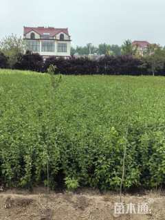 高度100厘米红瑞木