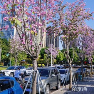 18公分洋紫荆