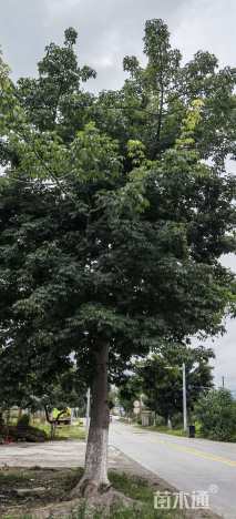 145公分美丽异木棉