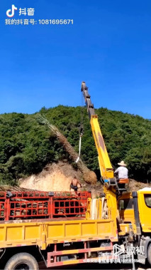 裸干高300厘米银海枣