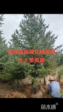 高度185厘米云杉